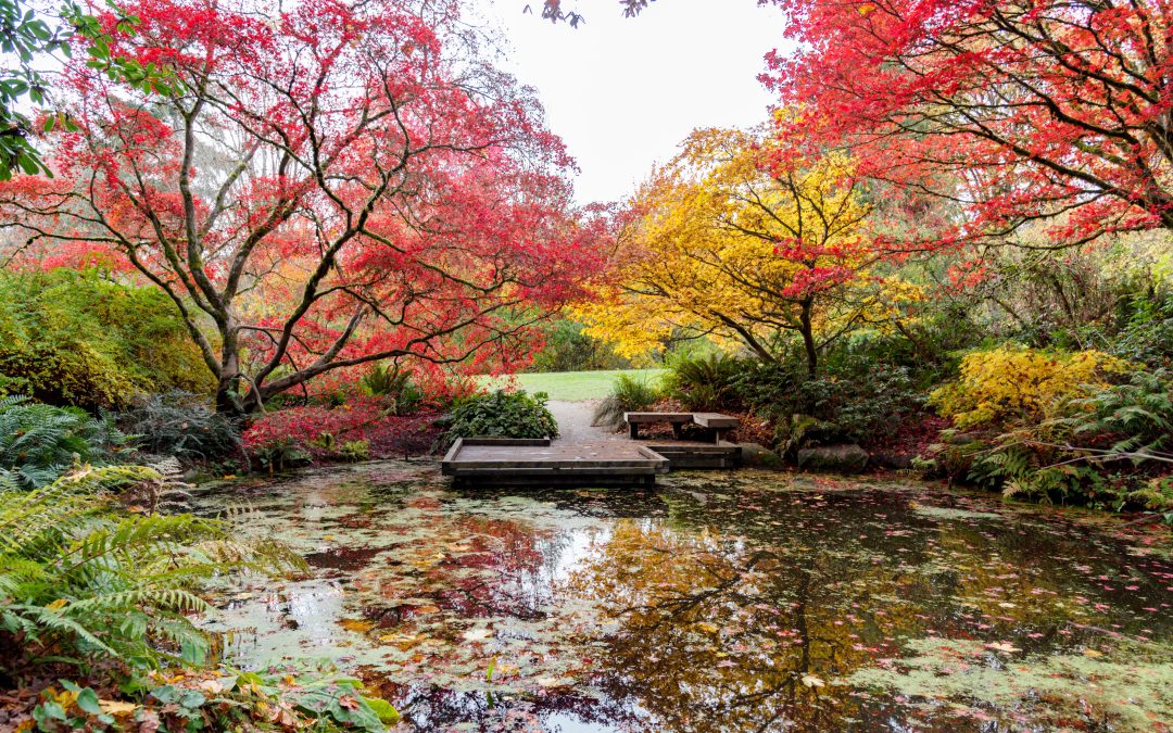 Creating a Zen Garden: Finding Serenity in Your Outdoor Space